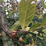 Crataegus germanica Fuelha