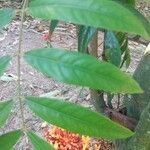 Saraca indica Leaf