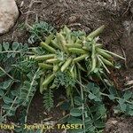 Astragalus depressus Costuma