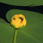 Nuphar lutea Levél