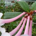 Rhododendron armitii Blomst