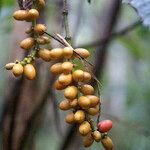 Gnetum gnemon Fruit