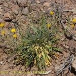 Launaea lanifera Habit