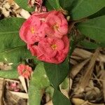 Euphorbia milii ফুল