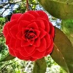 Camellia japonicaപുഷ്പം