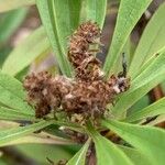 Globularia salicina Fruit