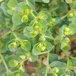 Euphorbia helioscopiaFlower