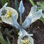 Iris reticulata Flor