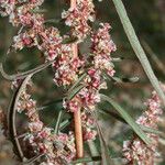 Amaranthus fimbriatus Flower