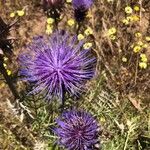 Cynara humilis Virág