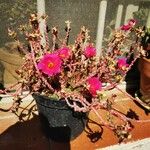 Portulaca pilosa List