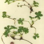 Alchemilla pentaphyllea Συνήθη χαρακτηριστικά