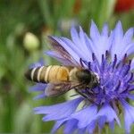 Centaurea cyanusFlor