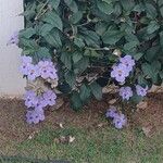 Thunbergia grandiflora പുഷ്പം