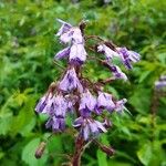 Lactuca alpina Flor