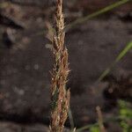 Calamagrostis stricta অভ্যাস