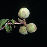 Sterculia pruriens Fruit