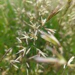 Avenula pubescens Fula