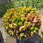 Haworthia cymbiformis Yaprak