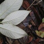 Arachnothryx buddleioides Φύλλο