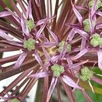 Allium schubertii Flor