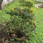 Pachystachys lutea Flor