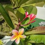 Plumeria rubra花