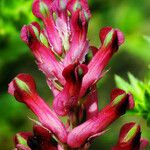 Fumaria officinalis Цветок