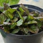 Ajuga reptans葉