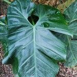Philodendron grandifolium Hoja