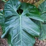 Philodendron grandifolium Листок