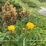 Trollius asiaticus Flower
