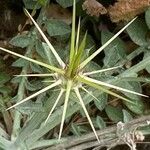 Centaurea solstitialis Flower