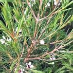 Chamelaucium uncinatum Folha