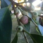 Ficus benjamina Frucht