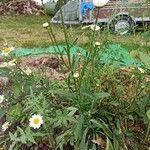 Leucanthemum vulgare Hábito