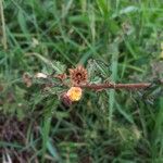 Sida cordifolia Fruit