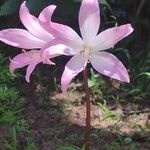 Amaryllis belladonna Bloem