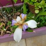 Neomarica northiana Flor