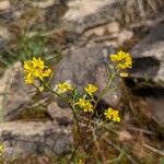 Sisymbrella aspera Blomma