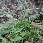 Kyllinga brevifolia Habit