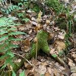 Epipogium aphyllum Fula