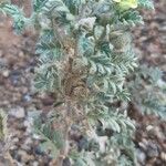 Tribulus pentandrus Fulla