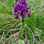 Anacamptis morio花