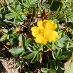 Potentilla brauneana Blomst