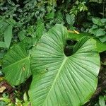 Philodendron giganteum Leaf