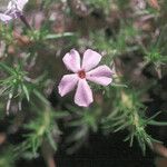 Phlox hoodii Цветок