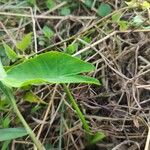 Colocasia esculenta Листок