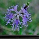 Dianthus superbus Цветок