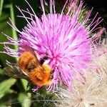 Cirsium vulgare Lorea